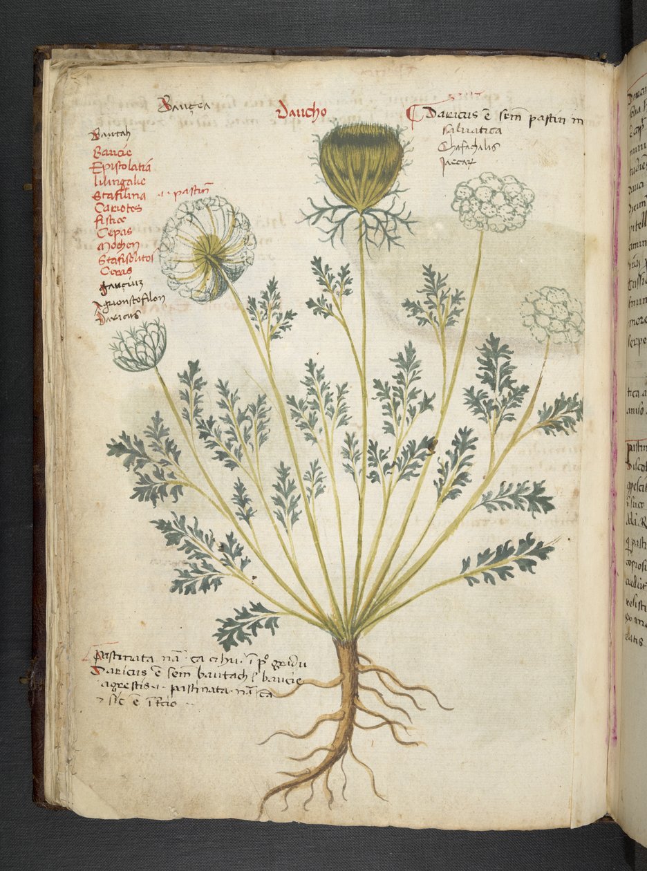 Lägg till MS 41623 f.22v A herbal, Belluno (bläck & färg på veläng) av Italian School