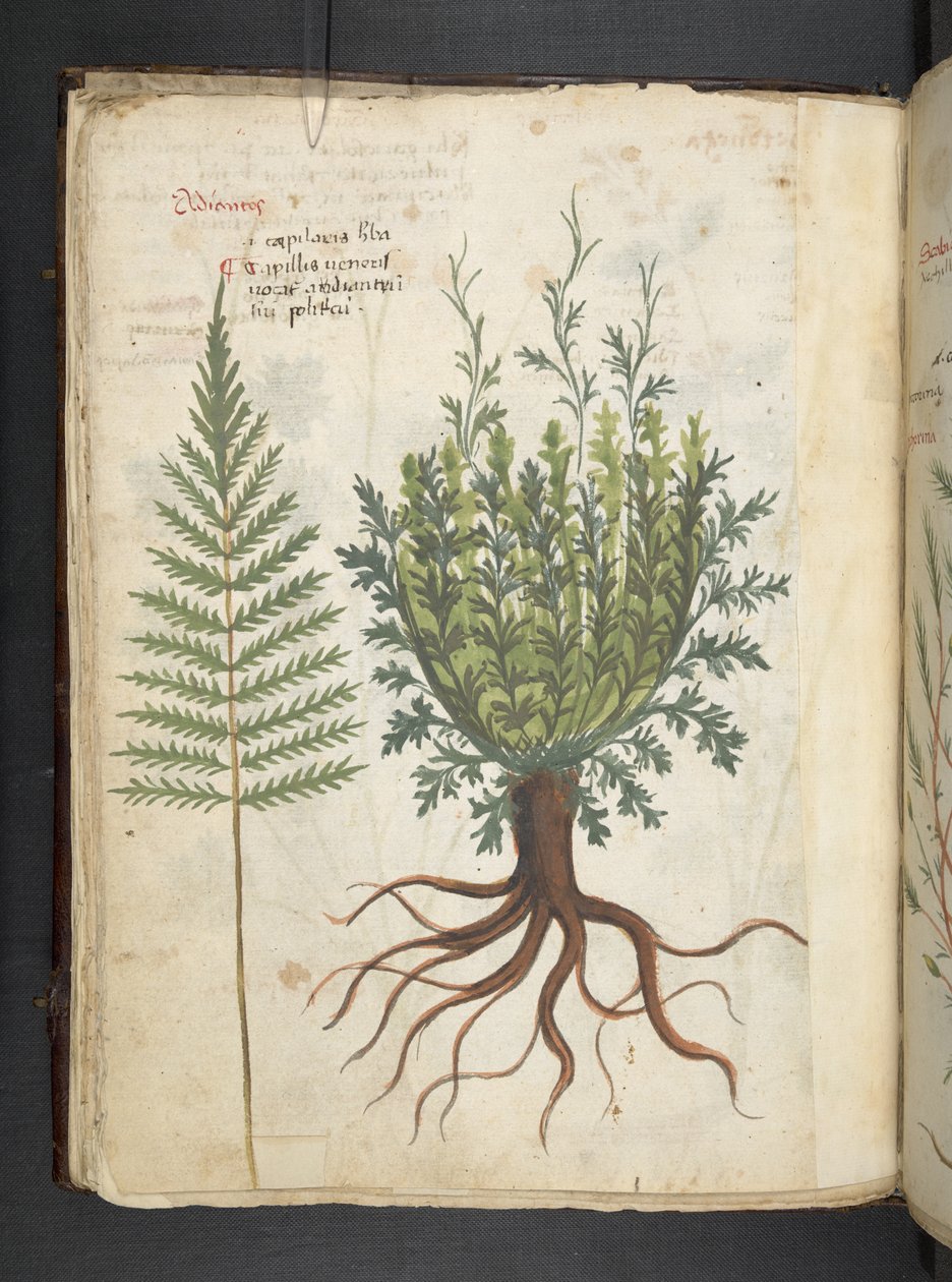 Lägg till MS 41623 f.25v A herbal, Belluno (bläck & färg på veläng) av Italian School