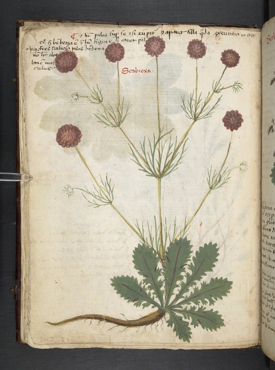 Lägg till MS 41623 f.26v A herbal, Belluno (bläck & färg på veläng) av Italian School