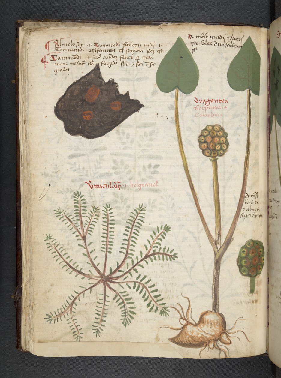 Lägg till MS 41623 f.28v 