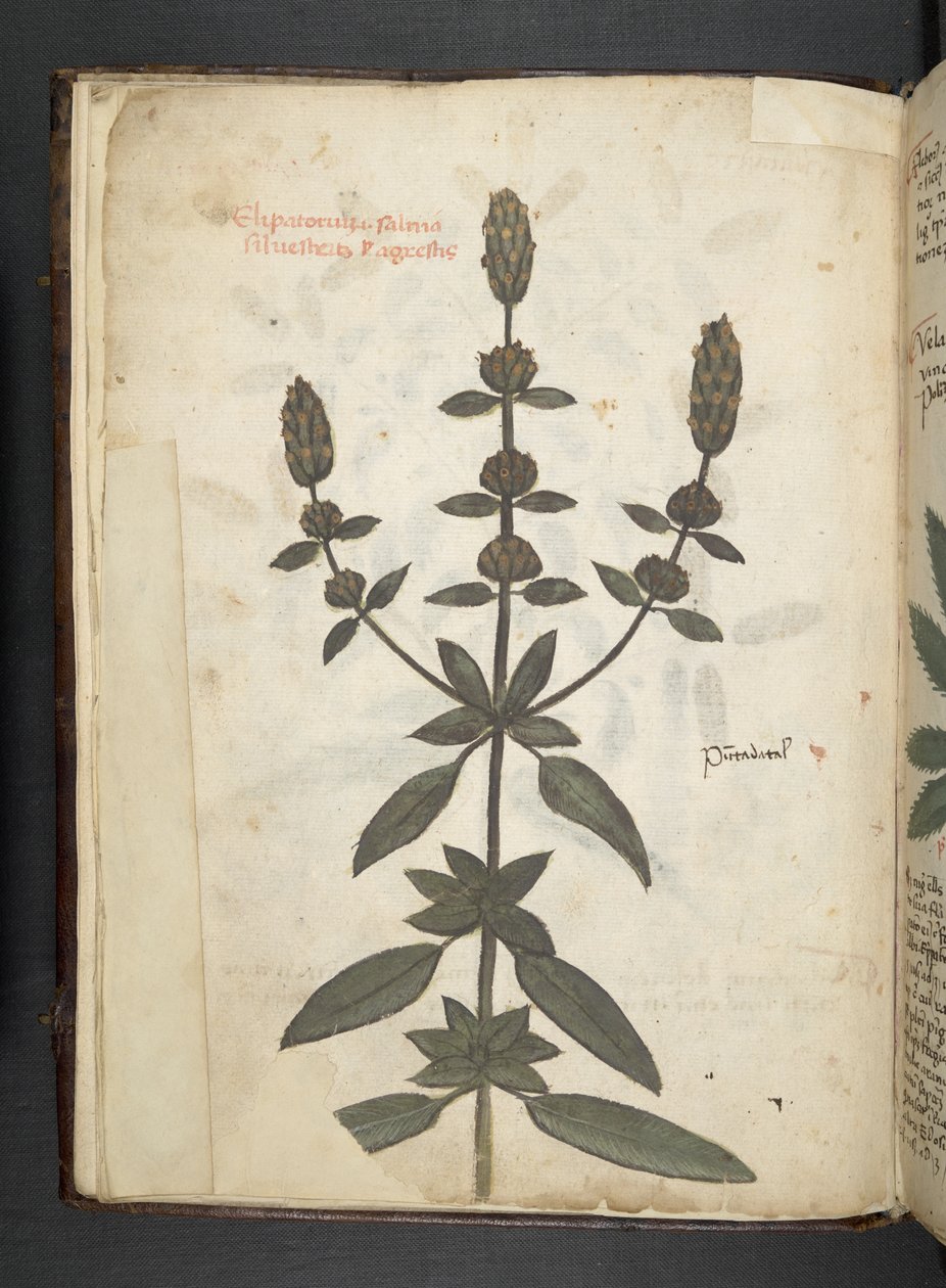 Lägg till MS 41623 f.2v A herbal, Belluno (bläck & färg på veläng) av Italian School