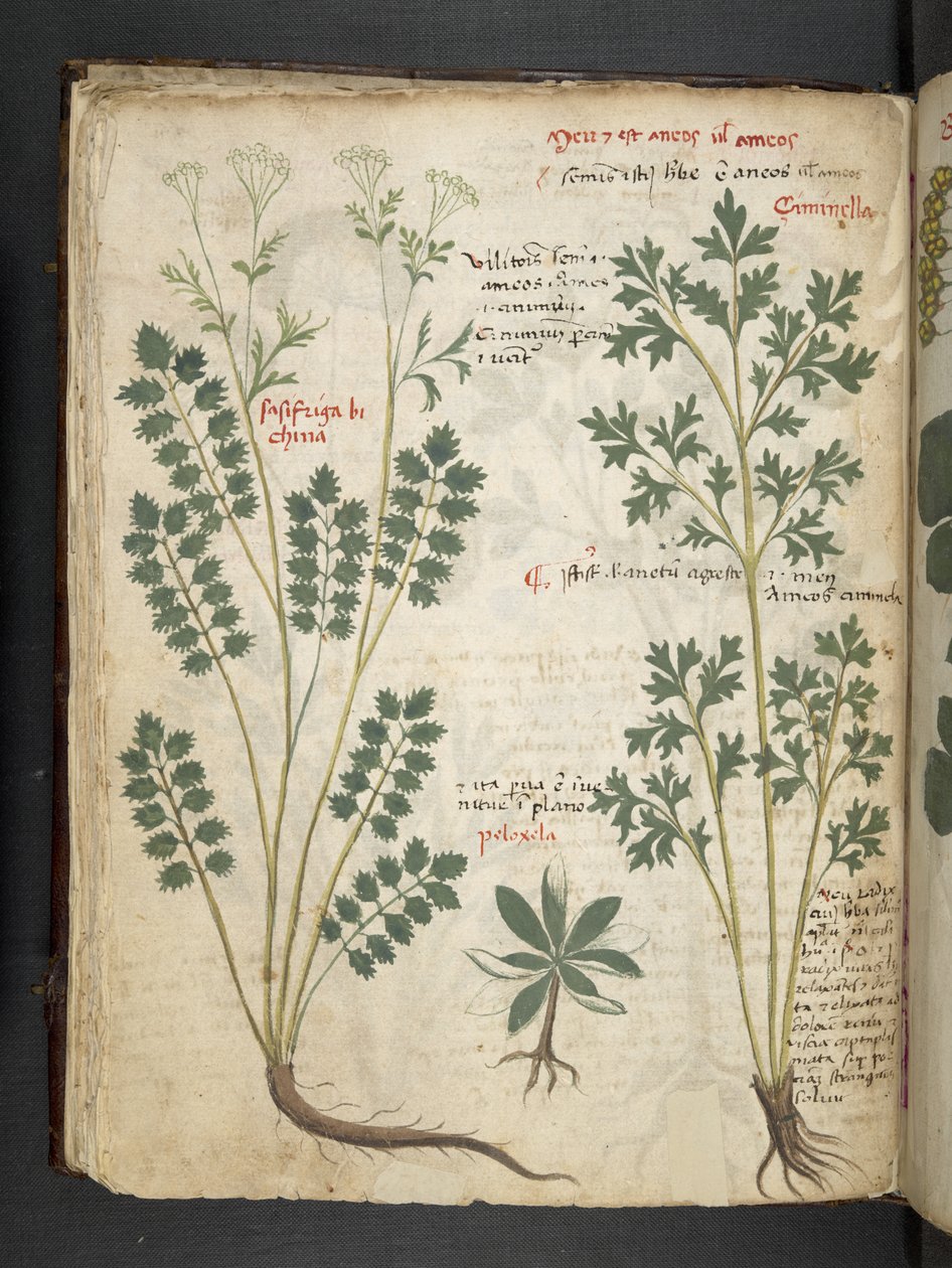 Lägg till MS 41623 f.33v 