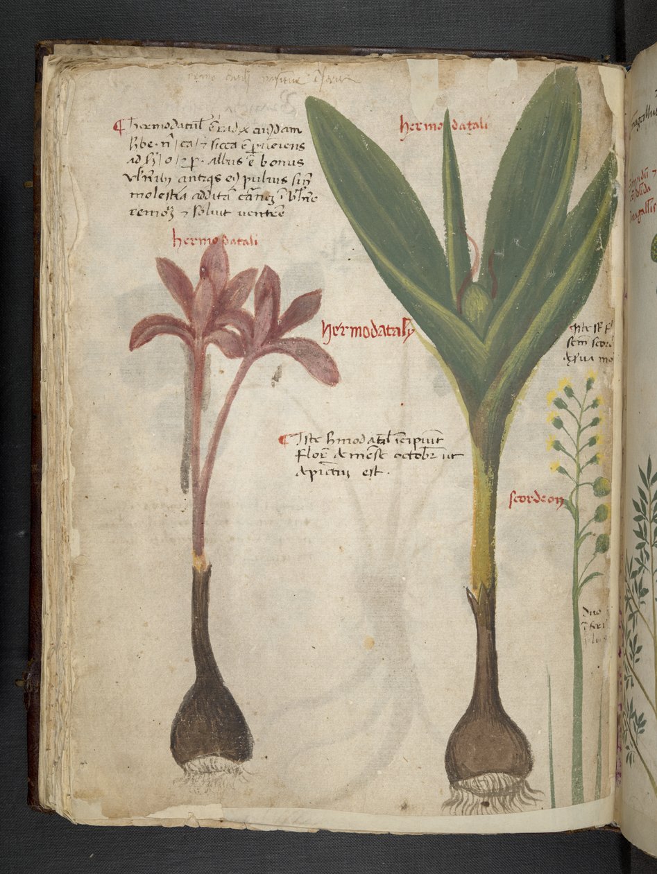 Lägg till MS 41623 f.34v 