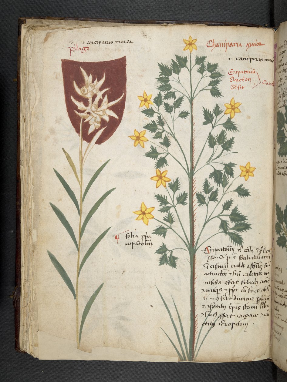 Lägg till MS 41623 f.35v 