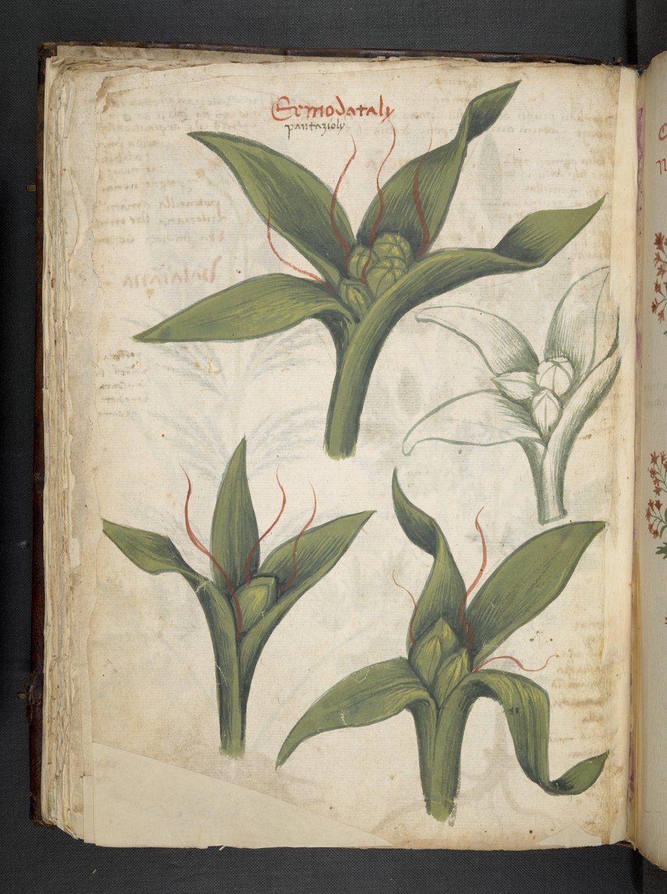 Lägg till MS 41623 f.36v 