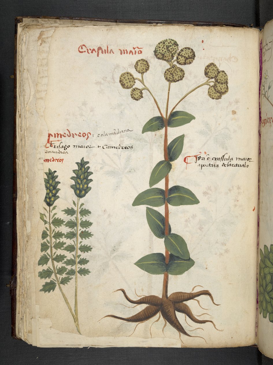 Lägg till MS 41623 f.37v 