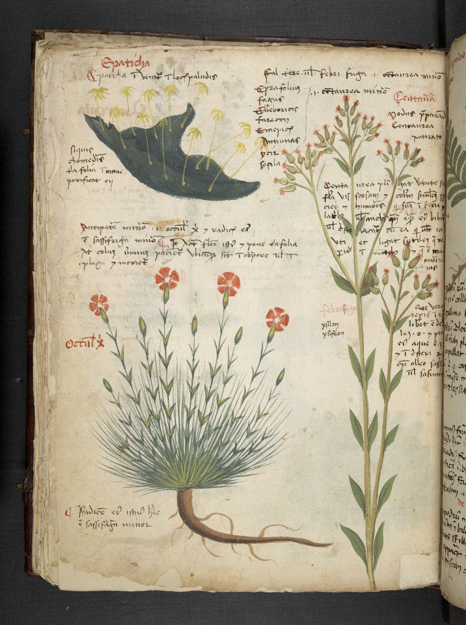 Lägg till MS 41623 f.38v 