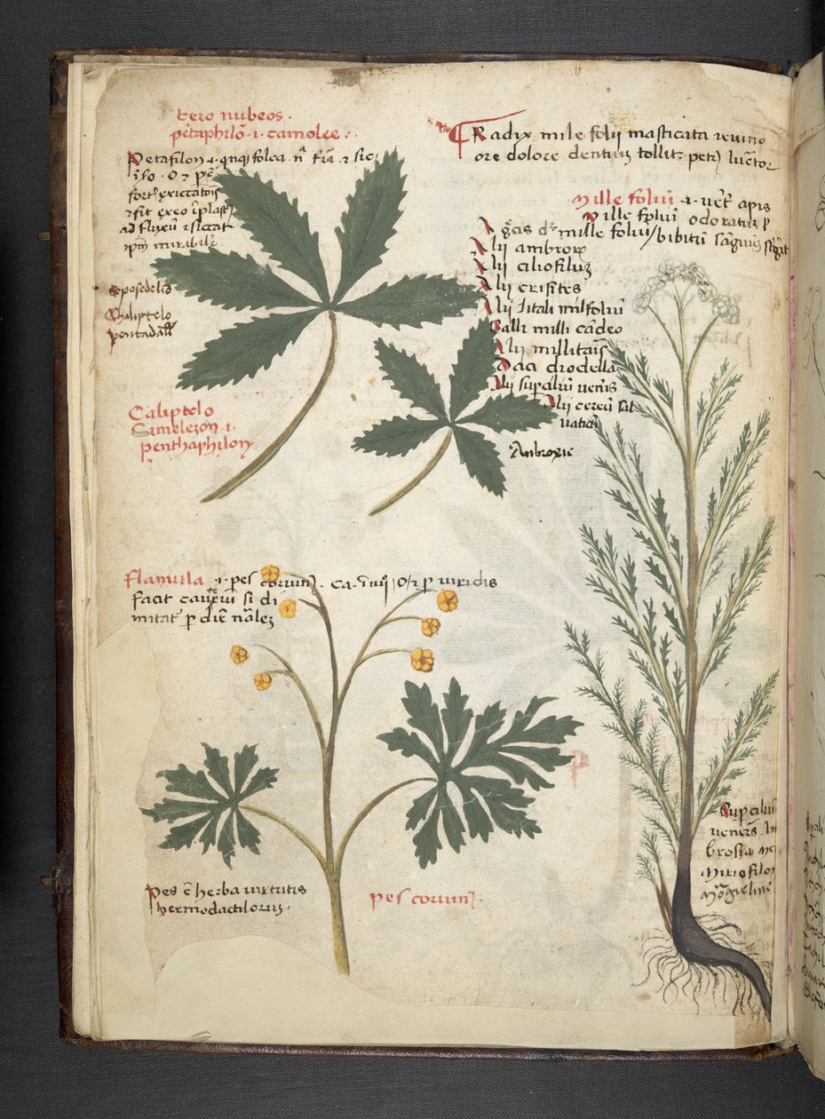 Lägg till MS 41623 f.3v A herbal, Belluno (bläck & färg på veläng) av Italian School