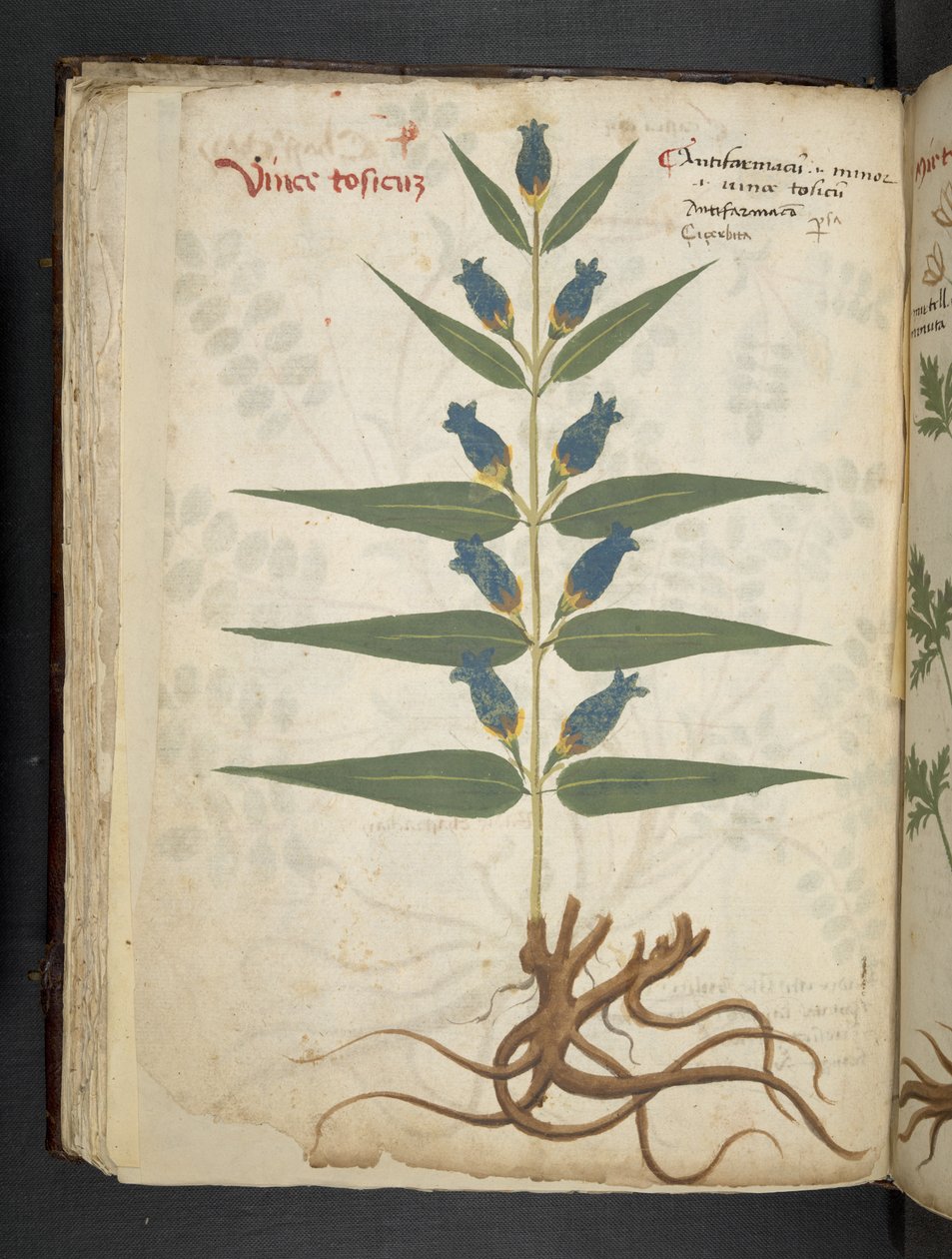 Lägg till MS 41623 f.41v 