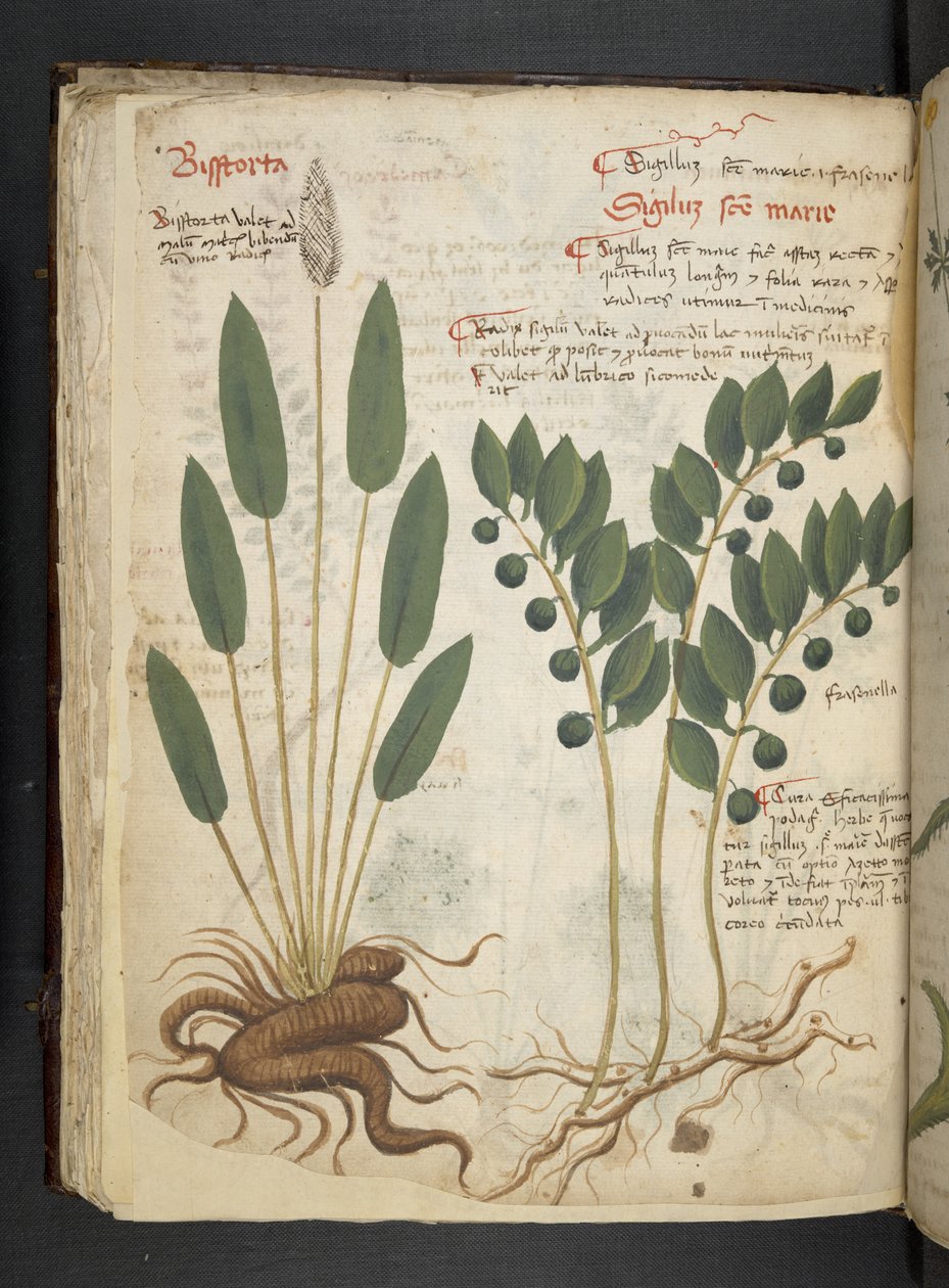 Lägg till MS 41623 f.42v 