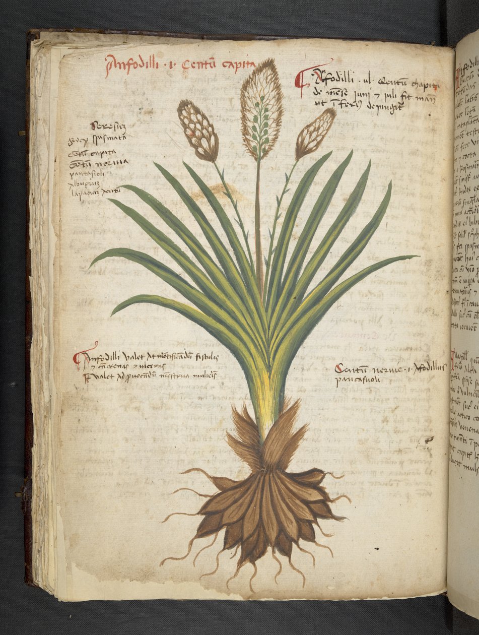 Lägg till MS 41623 f.50v 