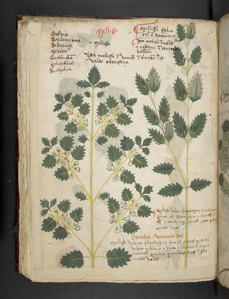Lägg till MS 41623 f.52v 