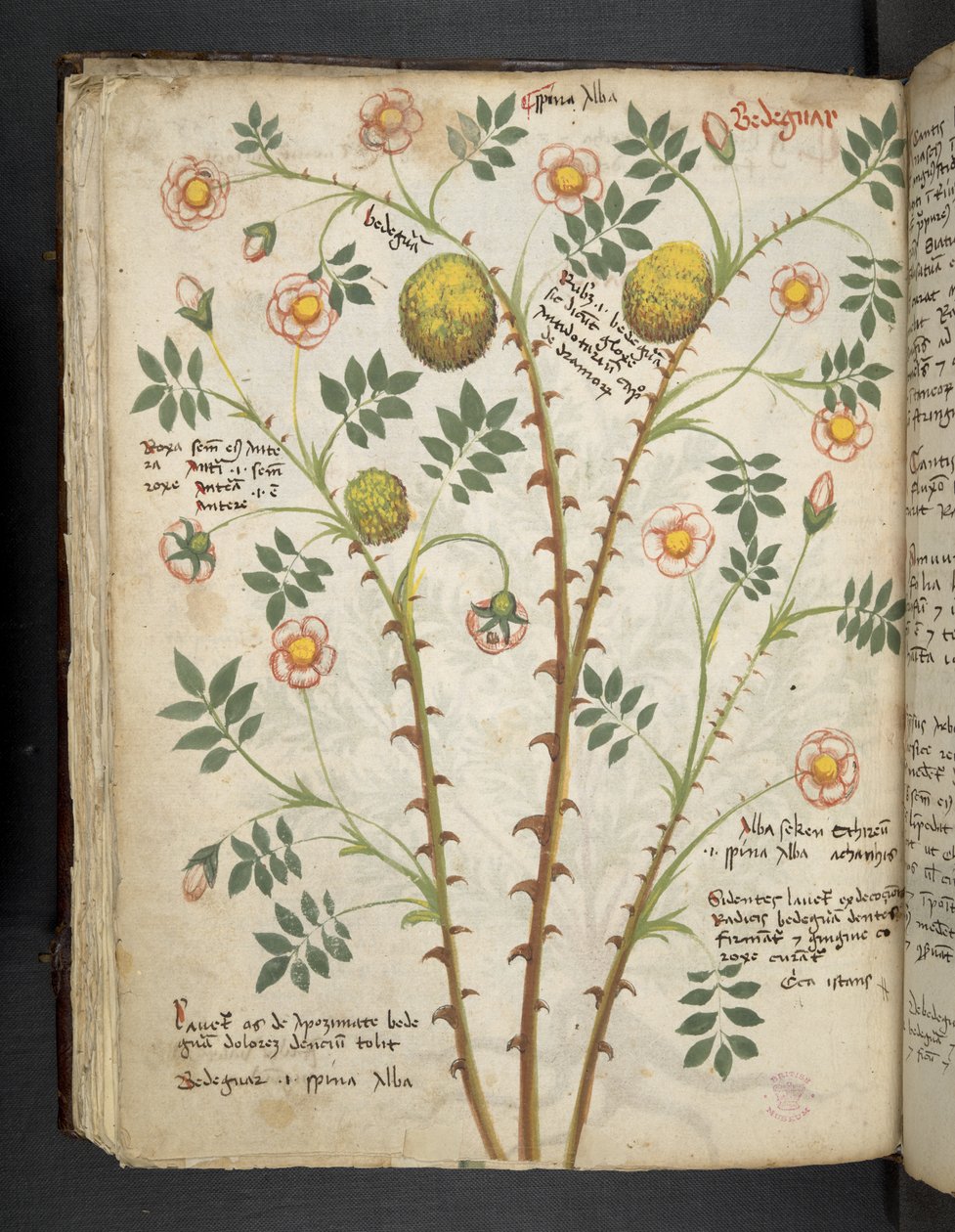 Lägg till MS 41623 f.61v 