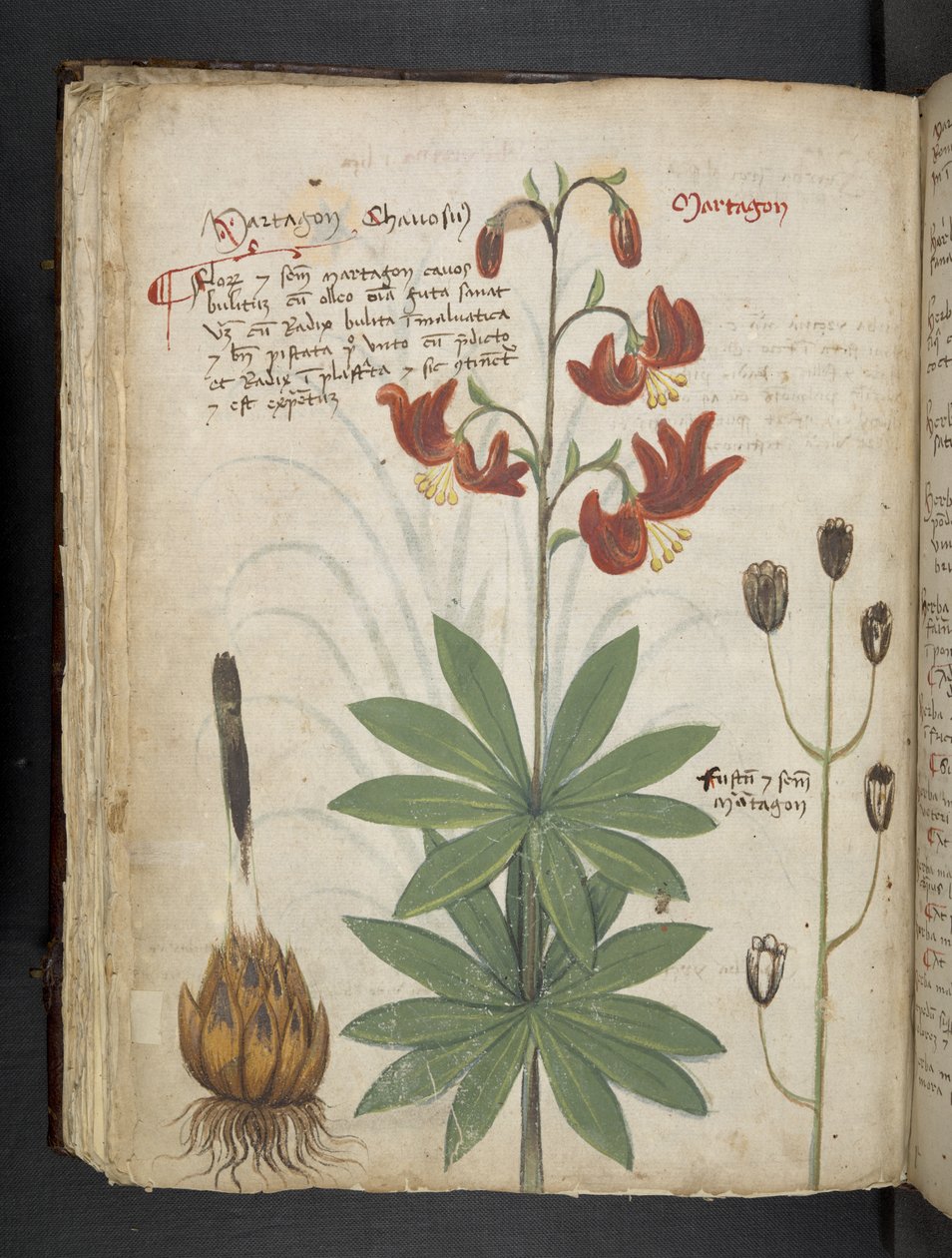 Lägg till MS 41623 f.66v 