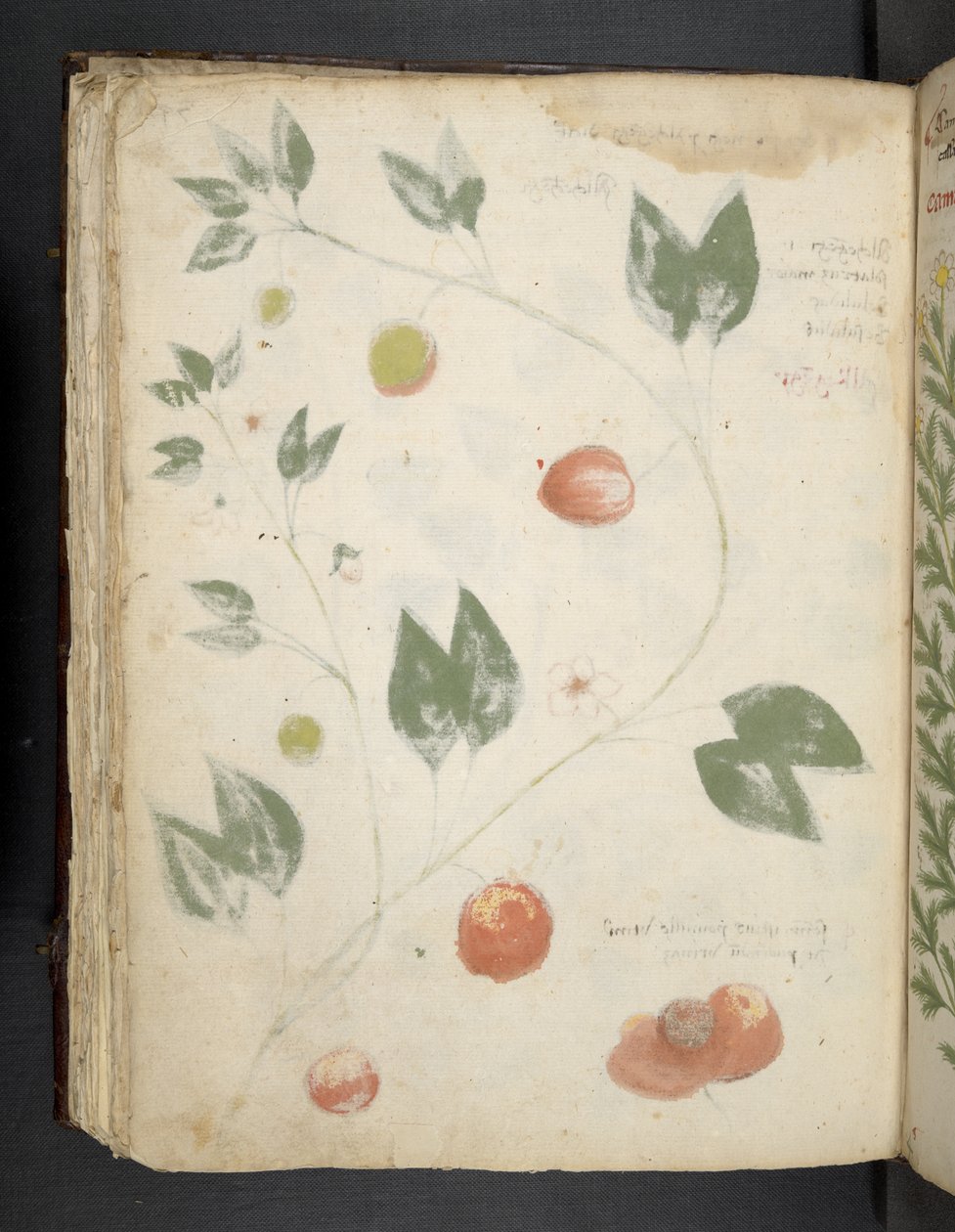 Lägg till MS 41623 f.70v 