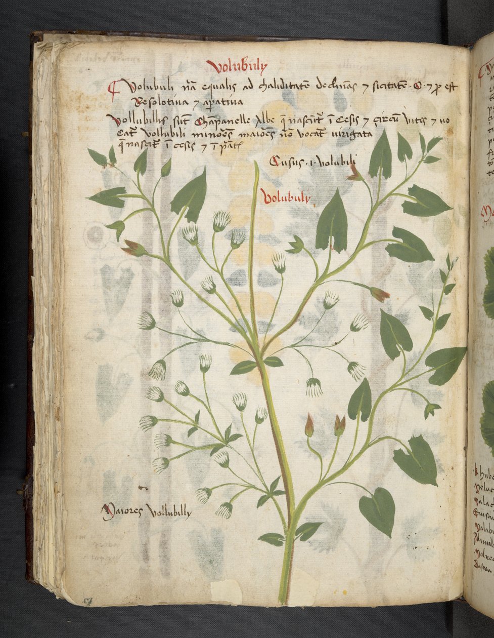Lägg till MS 41623 f.75v 
