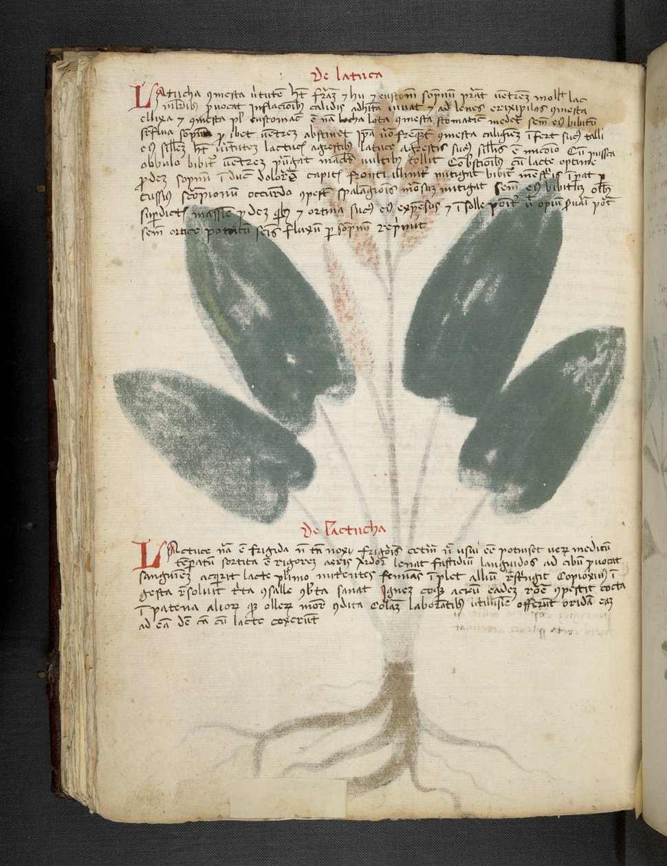 Lägg till MS 41623 f.80v 