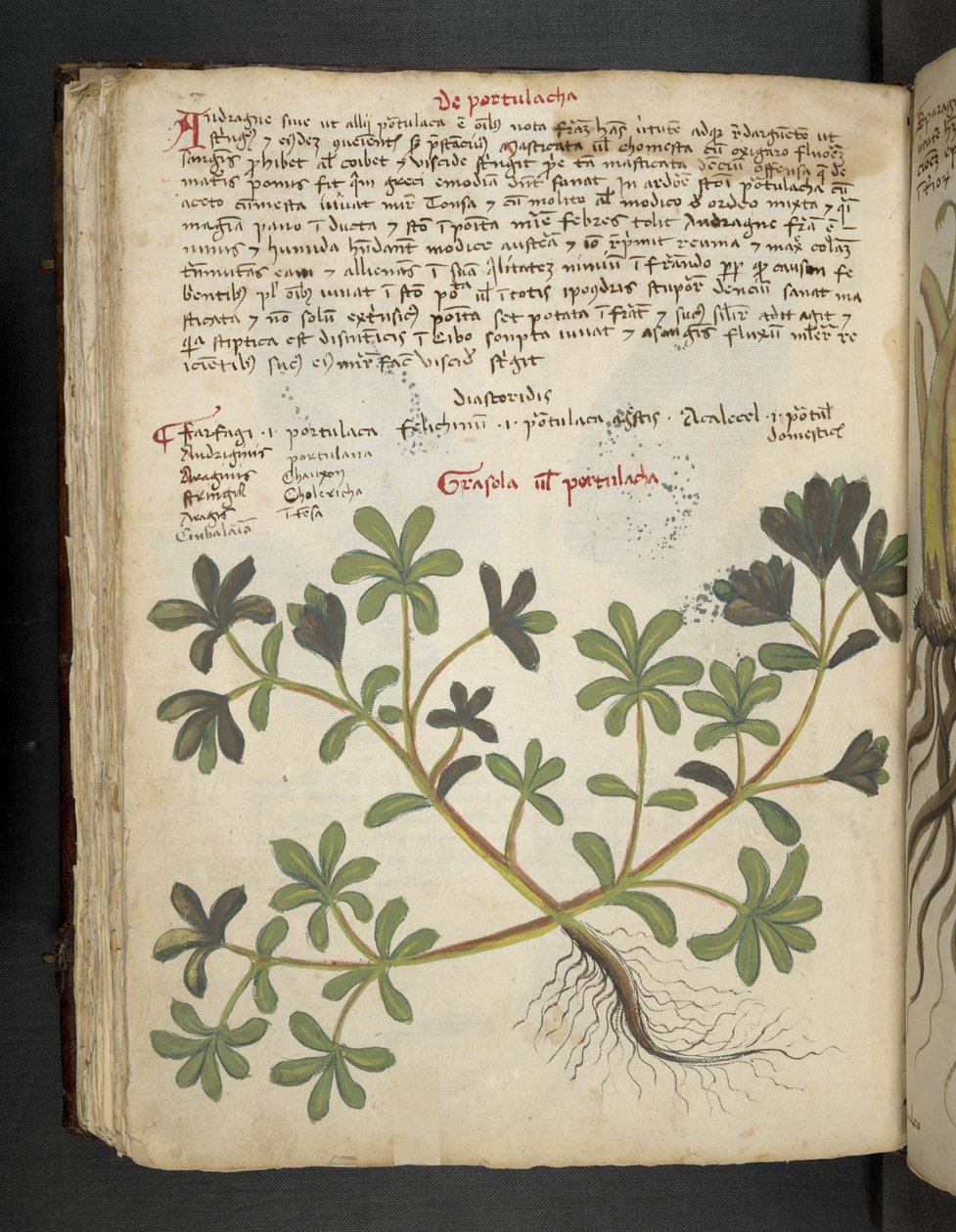 Lägg till MS 41623 f.81v De Portulaca, från 