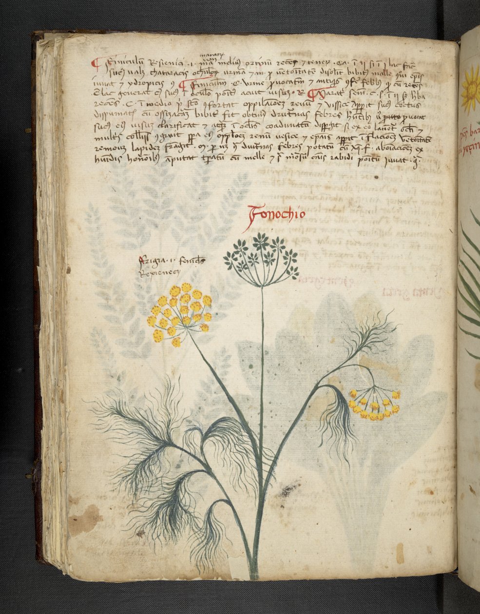 Lägg till MS 41623 f.84v Finocchio, från 