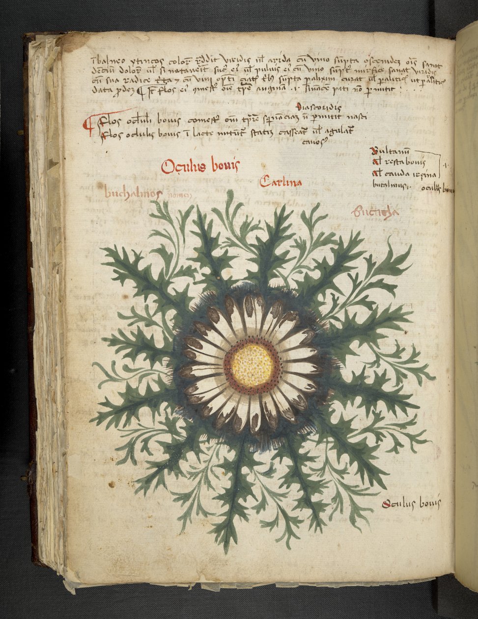 Lägg till MS 41623 f.97v Carlina, från 