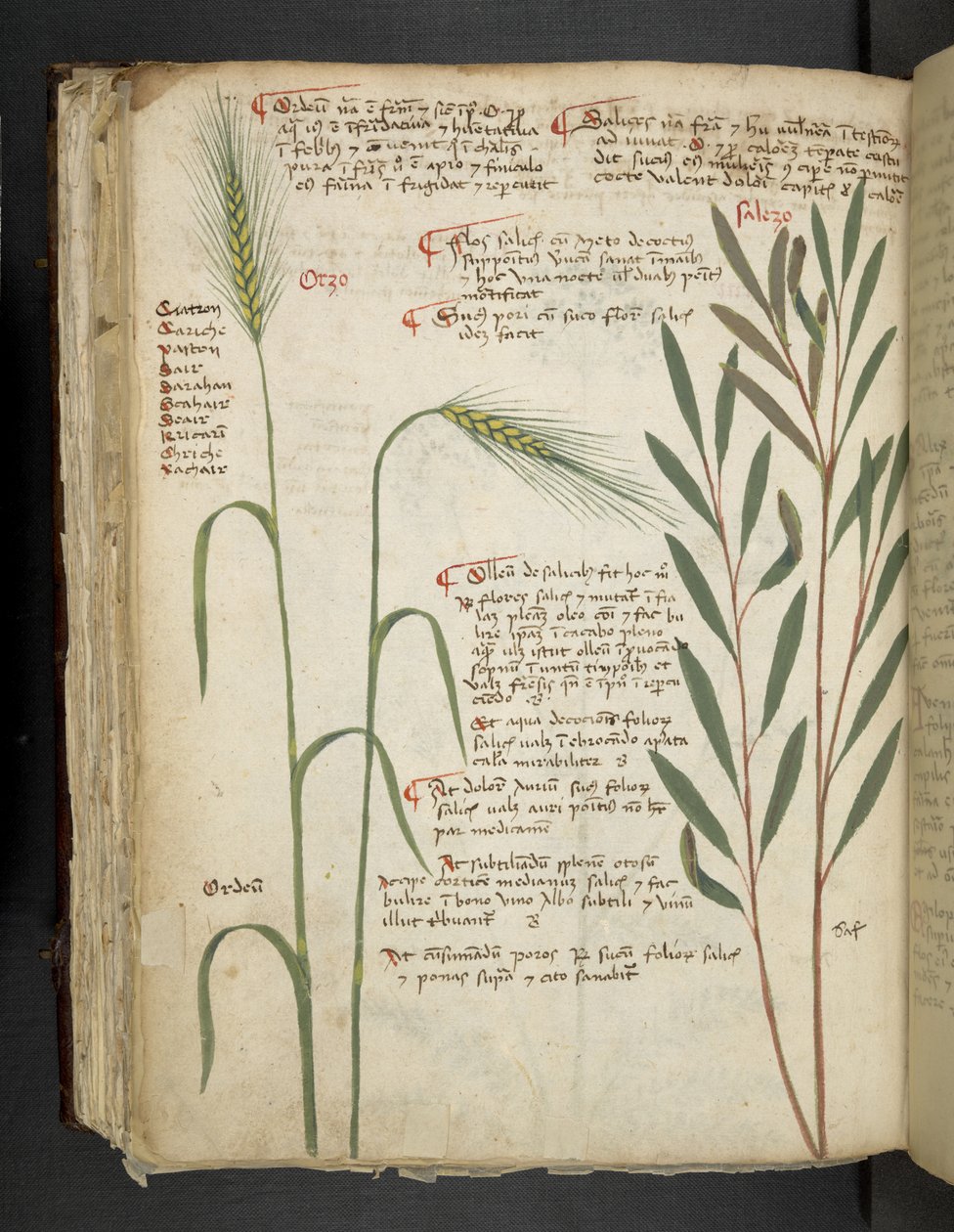 Lägg till MS 41623 f.98v Orzo, från 