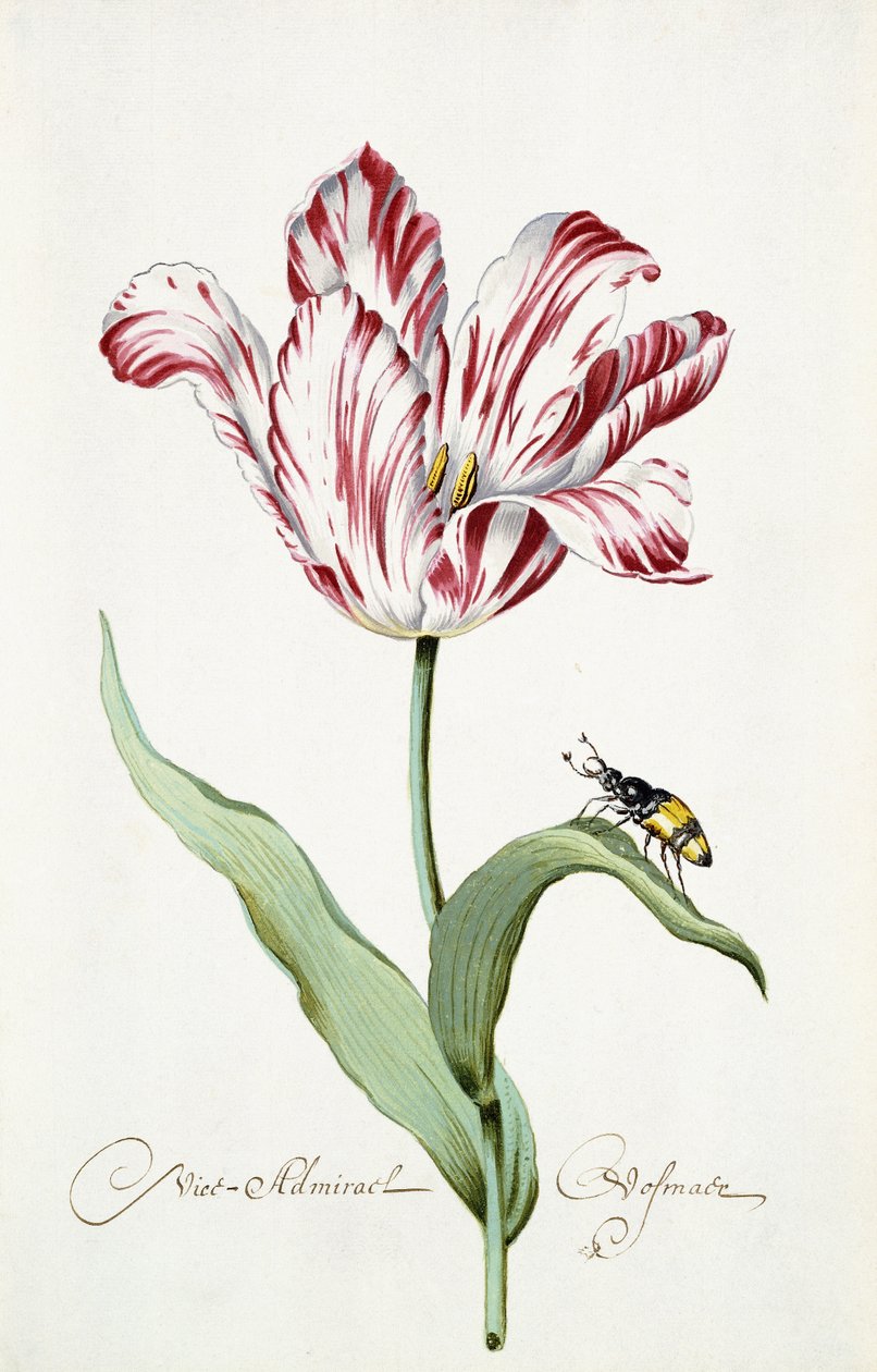 Amiral Tulip av Italian School
