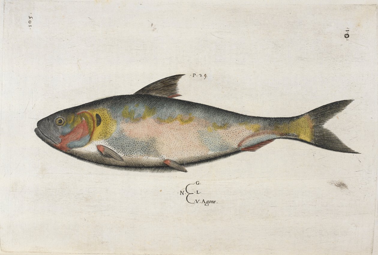 Agone, illustration från 