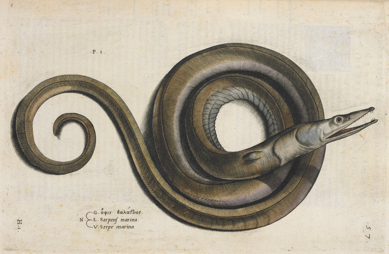 En ål, illustration från 