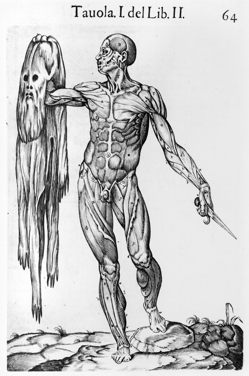 Anatomical Study, skylt 64, illustration från Anatomia del corpo humano av Juan de Valverde (c.1525-c.1587) Rom, 1560 av Italian School