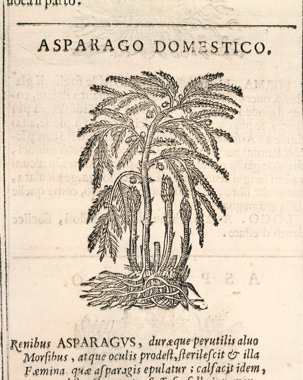 Sparris (Asparagus officinalis), gravyr av Castore Durante av Italian School