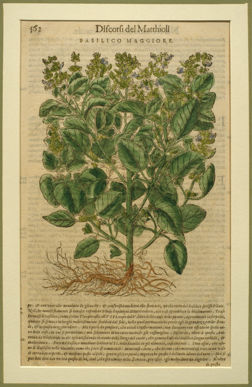 Basil, en botanisk platta från Discorsi av Pietro Andrea Mattioli (1501-77) publicerad i Venedig, 1570 av Italian School