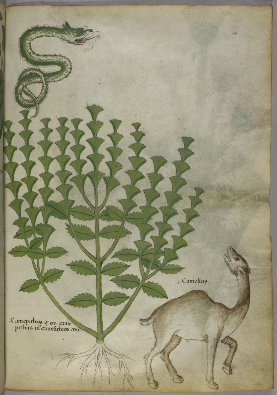 Botanisk illustration av en växt, en orm och en kamel, c.1440 av Italian School