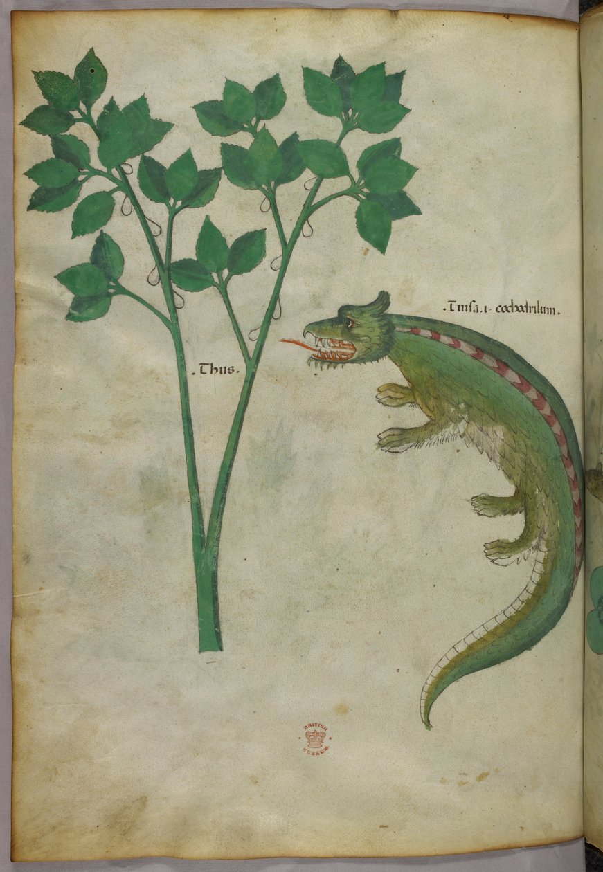 Botanisk illustration och djurillustration av en växt och en krokodil, ca 1440 (bläck och färg på pergament) av Italian School