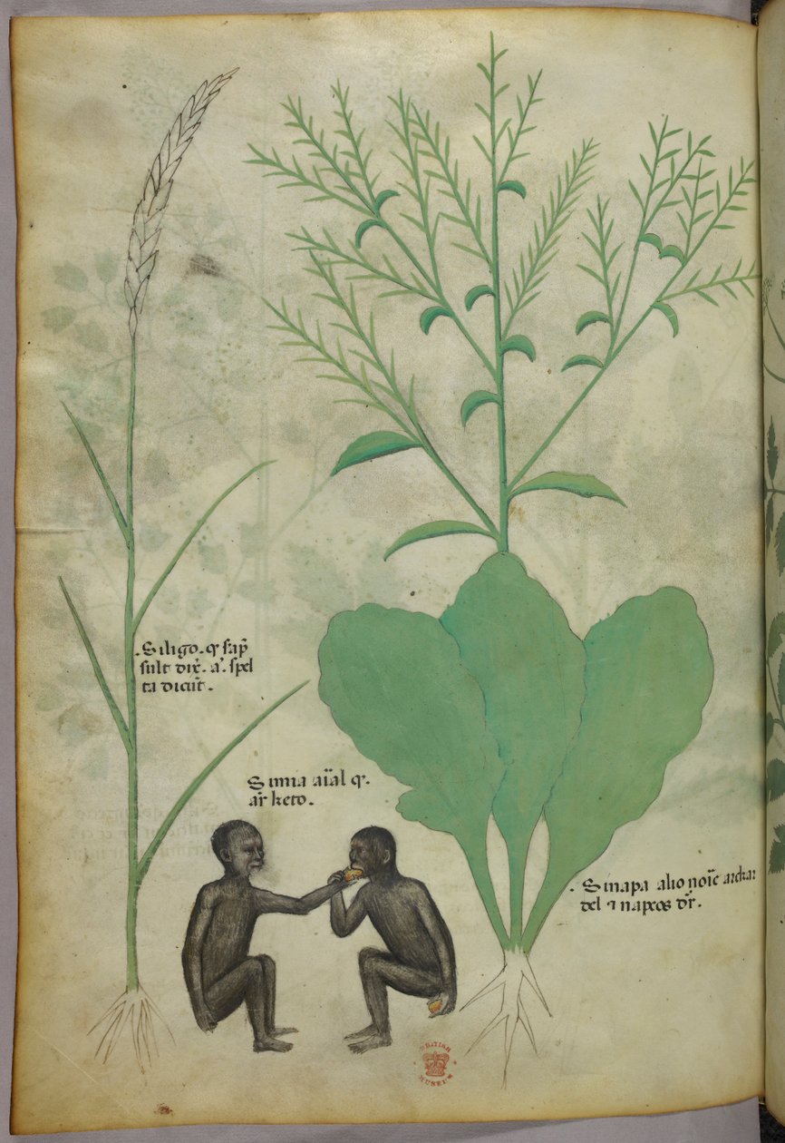 Botanisk illustration och djurillustration av en växt och två apor, ca 1440 (bläck och färg på pergament) av Italian School
