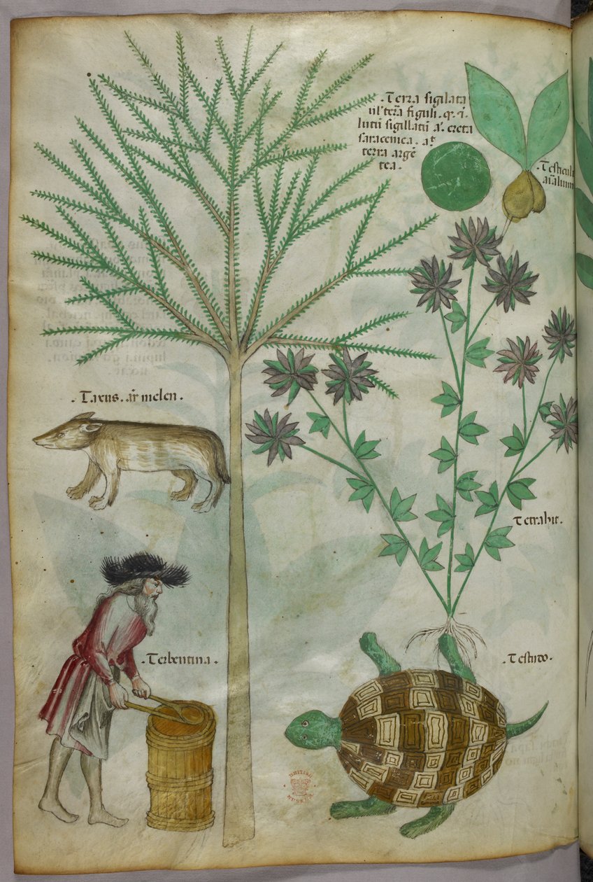 Botanisk illustration och djurillustration av växter, en sköldpadda, en man och ett annat djur, ca 1440 (bläck  färg på pergament) av Italian School