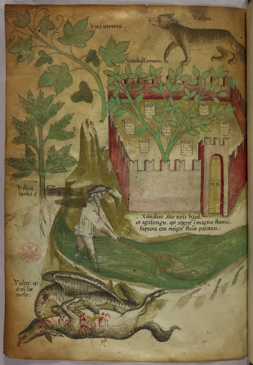 Botanisk illustration och djurillustration av växter, en muromgärdad trädgård, en varg, en man som fiskar i en bäck med nät och en gam som pickar på ett djurkadaver, ca 1440 (bläck och färg på pergament) av Italian School