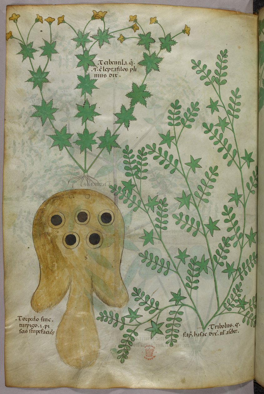 Botanisk illustration och djurillustration av växter och en torpedfisk, ca 1440 (tusch  färg på pergament) av Italian School