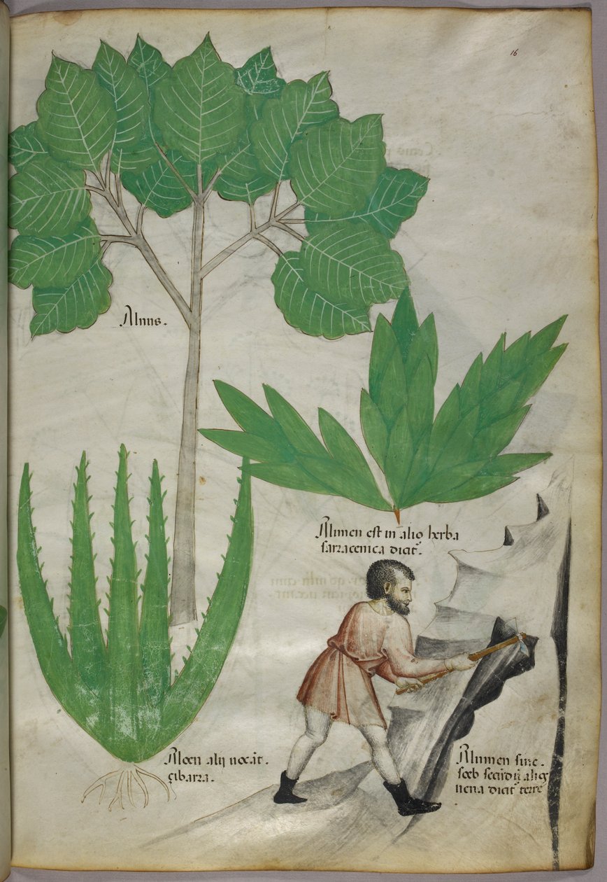 Botanisk illustration en man med yxa som bryter sten för att utvinna alun, ca 1440 (bläck  färg på pergament) av Italian School
