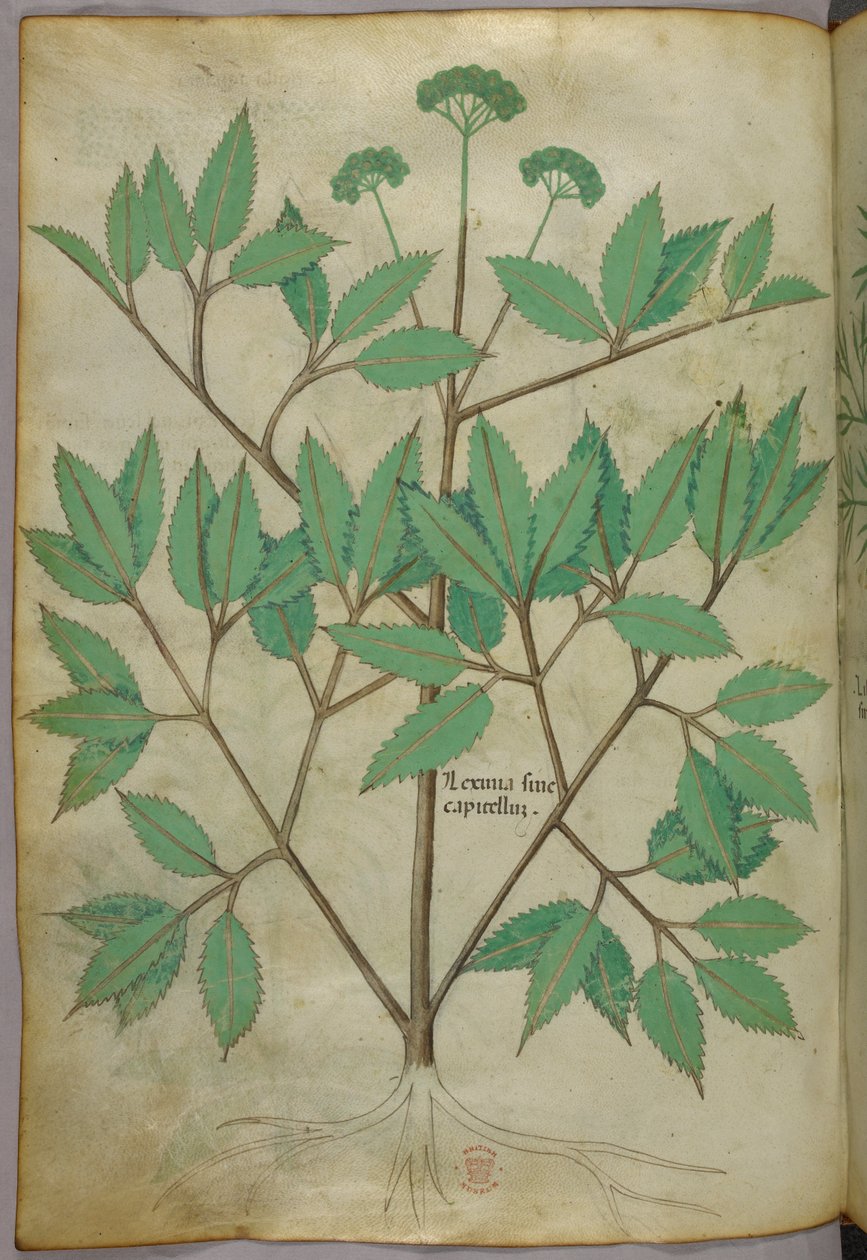 Botanisk illustration, ca 1440 (bläck  färg på pergament) av Italian School