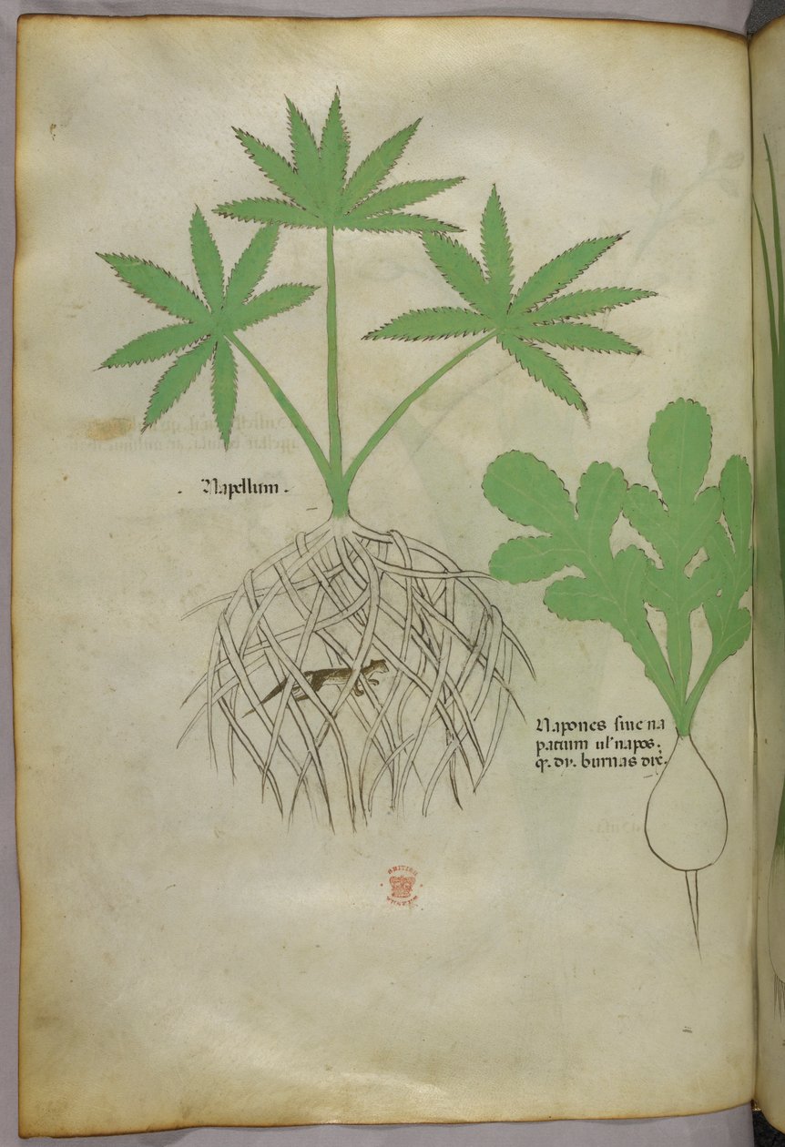 Botanisk illustration, ca 1440 (bläck  färg på pergament) av Italian School
