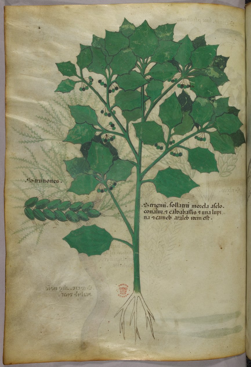 Botanisk illustration, ca 1440 (bläck  färg på pergament) av Italian School