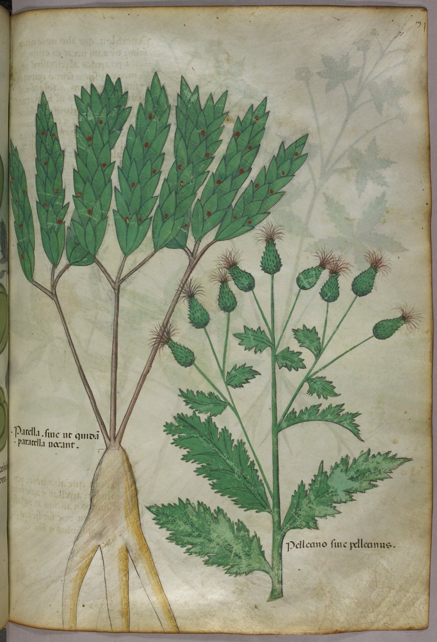 Botanisk illustration, ca 1440 (bläck  färg på pergament) av Italian School