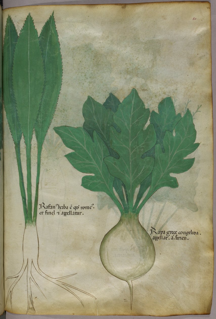 Botanisk illustration, ca 1440 (bläck  färg på pergament) av Italian School