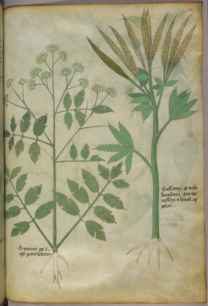 Botanisk illustration, ca 1440 (bläck  färg på pergament) av Italian School