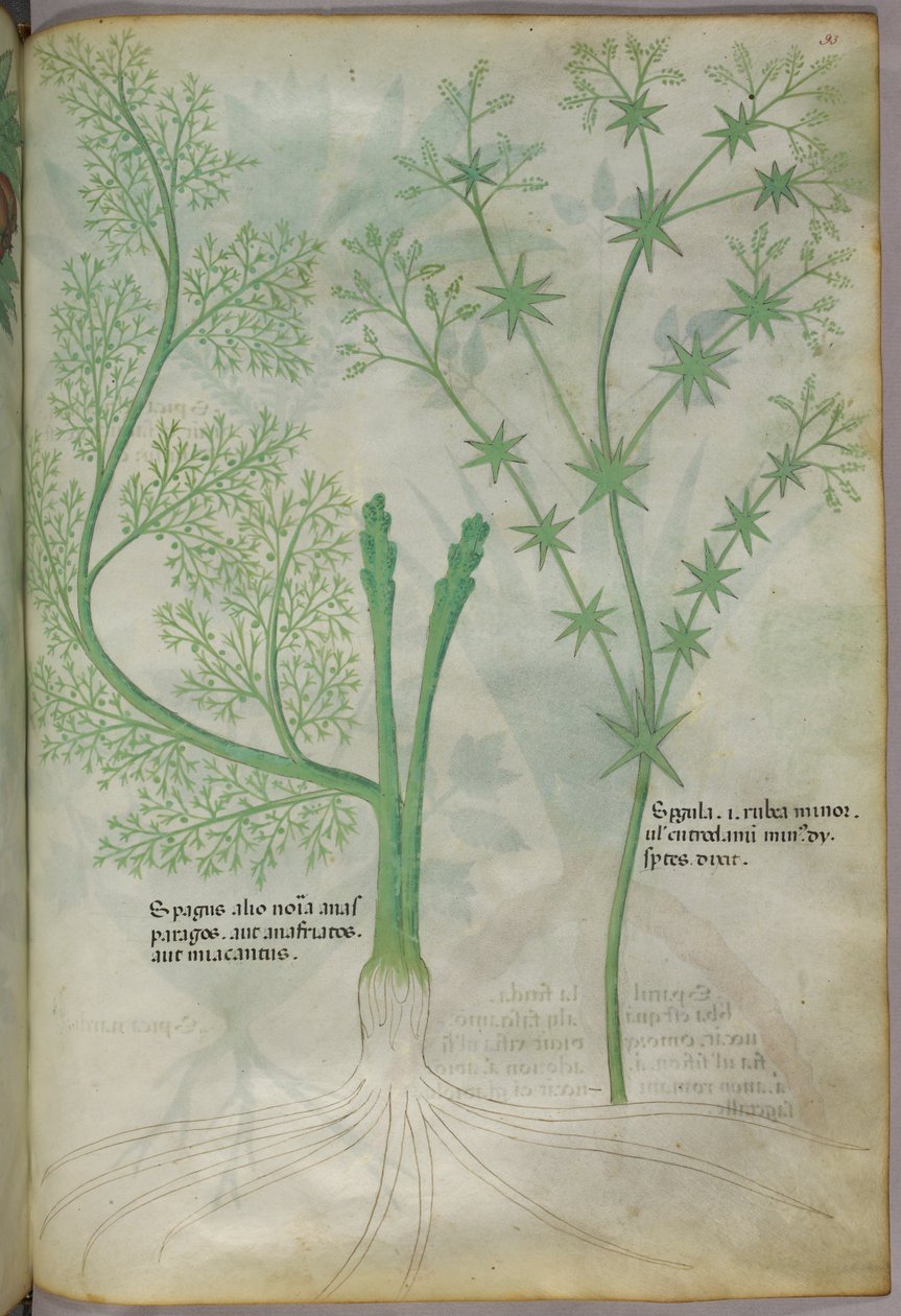 Botanisk illustration, ca 1440 (bläck  färg på pergament) av Italian School