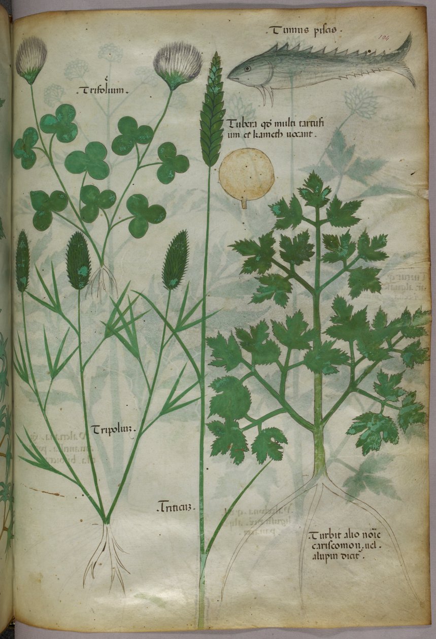 Botanisk illustration, ca 1440 (bläck  färg på pergament) av Italian School