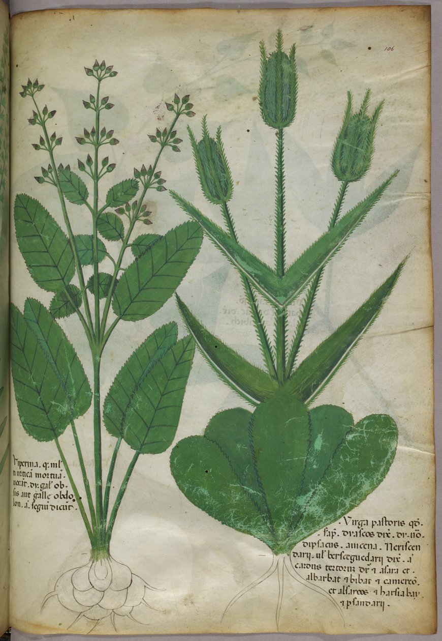 Botanisk illustration, ca 1440 (bläck  färg på pergament) av Italian School