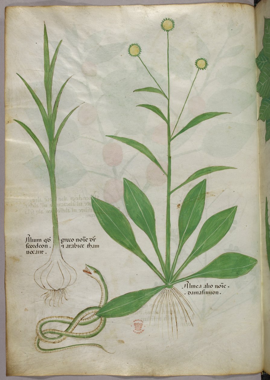 Botanisk illustration, ca 1440 (bläck  färg på pergament) av Italian School