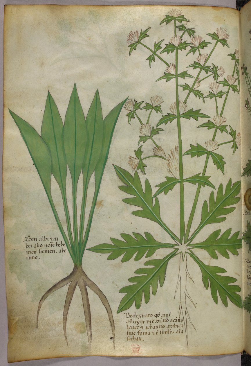 Botanisk illustration, ca 1440 (bläck  färg på pergament) av Italian School