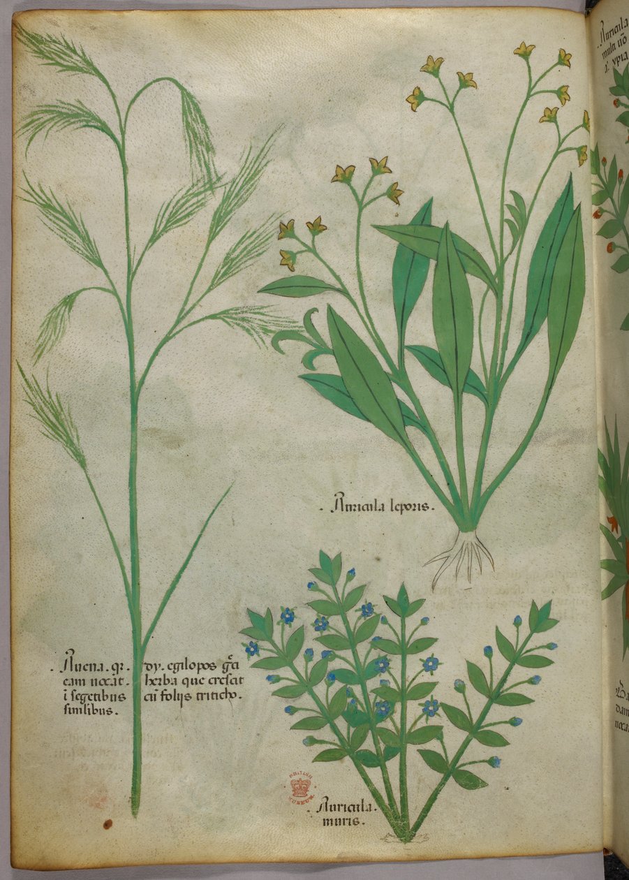Botanisk illustration, ca 1440 (bläck  färg på pergament) av Italian School